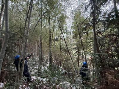 通城县五里镇：以“速”应战护光明 冰雪严寒暖万家