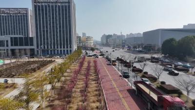 视频-通城：冬日梅花绽枝头 暗香浮动沁人心 