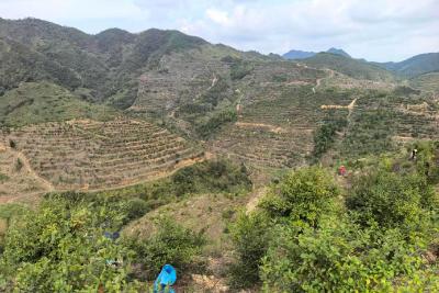 从“荒山”到“金山”：通城县潭下村油茶产业激活乡村振兴“一池春水”