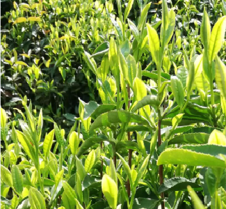 【通城百科词条】通城毫绿