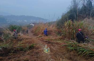 通城县麦市镇：三箭齐发筑牢森林防火“隔离墙”