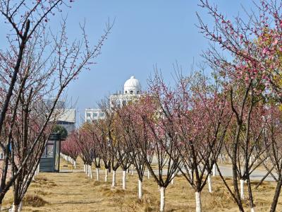 通城：冬日梅花绽枝头 暗香浮动沁人心