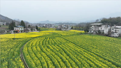 通城：花开四野春意浓 金色花海引客来