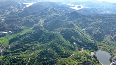 湖北通城：林长“强抓手”激活油茶“振兴链”