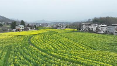 视频-通城：花开四野春意浓 金色花海引客来