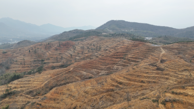 通城县塘湖镇：油茶产业扩面提产 千亩基地建设加速