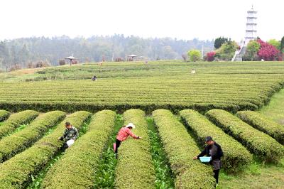 通城九井峰茶文化生态园：茶旅融合促发展