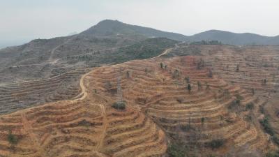 视频-通城县塘湖镇：油茶产业扩面提产 千亩基地建设加速