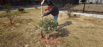 通城县五里镇中心小学开展植树节主题实践活动