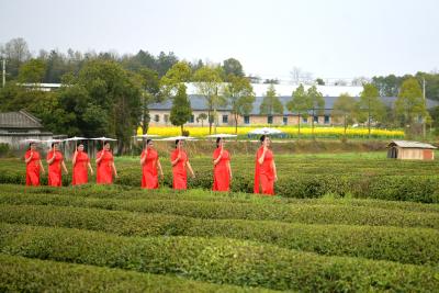 通城霞光茶业茶园：旗袍爱好者茶园秀春光