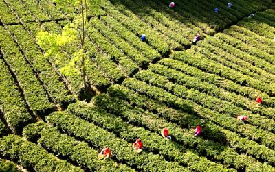 科技特派员廖成明：一片“黄金叶”带动一方富