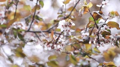 通城：春分花正开 赏景恰当时