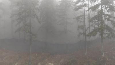 视频-通城县麦市镇：百亩淫羊藿 化身“致富草”