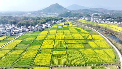 湖北通城：油菜花开乡村美