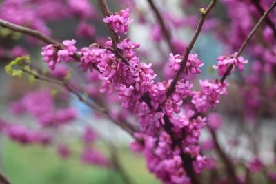花粉过敏进入高发期，如何科学防范？