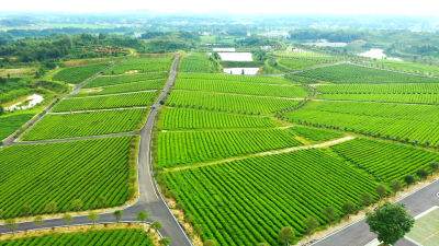 【2026年，我们这么干⑥】通城县沙堆镇党委副书记、镇长魏嘉：聚焦休闲生态农业 打造特色产业强镇  