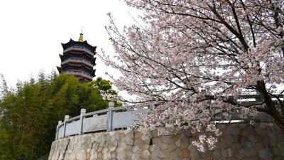通城县雁塔河畔春色满园 生态美景成群众休闲好去处