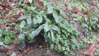 通城县麦市镇：百亩淫羊藿 化身“致富草”