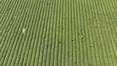 湖北霞光茶业：春茶抢“鲜”开采 绘就乡村新“春”景