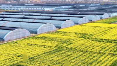 通城关刀：数控智能大棚春意浓