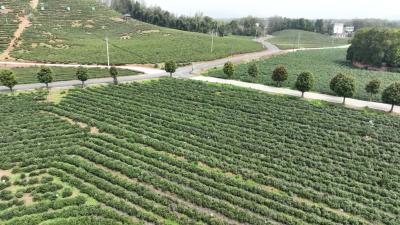 视频-湖北霞光茶业：春茶抢“鲜”开采 绘就乡村新“春”景