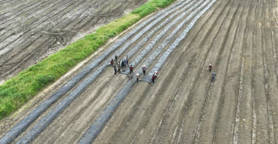 【春耕备耕正当时】通城县沙堆镇：锚定辣椒全产业链 农事生产正酣