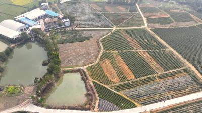 通城县锦山基地茶场：千亩茶山铺翠色 一坡绿叶富乡邻