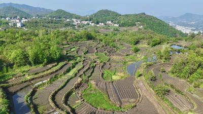 【春耕备耕正当时】通城县塘湖镇大埚村：发展特色富硒种植 培育乡村产业新亮点