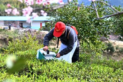 通城高峰：“智能机器手”采摘有机茶