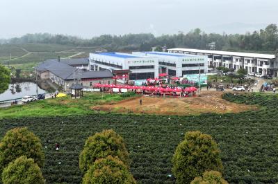 湖北通城：茶园办节会 游客踏春来