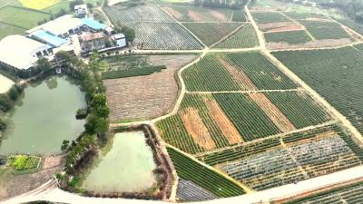 视频-通城县锦山基地茶场：千亩茶山铺翠色 一坡绿叶富乡邻