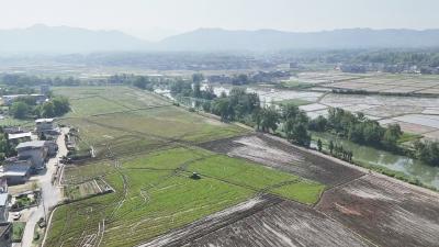 【春耕备耕正当时】通城县沙堆镇：特色辣椒成为乡村振兴“红色引擎”