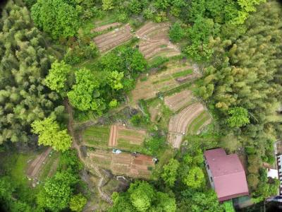 科技巡林+人工排查 通城严守林区“无毒净土”  