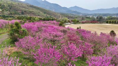 通城县塘湖镇：紫荆花开缀庄园 春日盛景引客来  