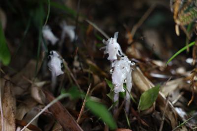 通城：珍稀植物水晶兰再现山林 被称“花中玉女”  