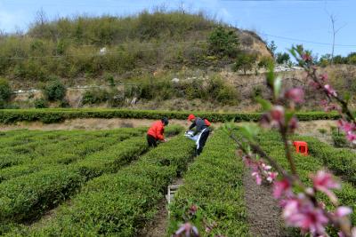 鸡吃虫 鹅除草 通城马港：吴海燕高峰种出有机茶