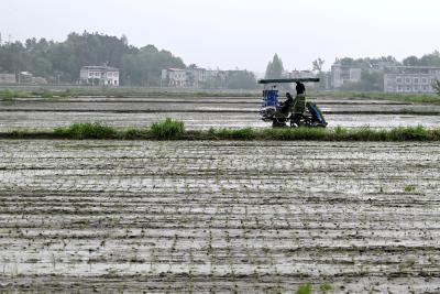 通城五里镇：机械插秧“唱主角” 春耕跑出“加速度”