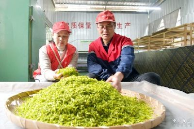 通城关刀镇科技特派员为村民带来一片增收“黄金叶” 