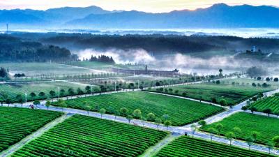 破局突围向“强”而行|通城书写茶产业高质量发展新篇章