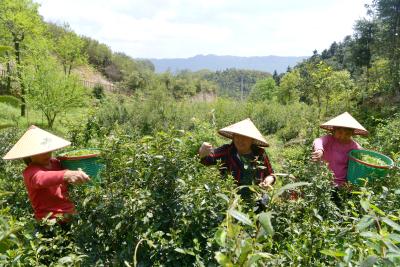 湖北通城：谷雨时节采野茶 深山飘香助增收