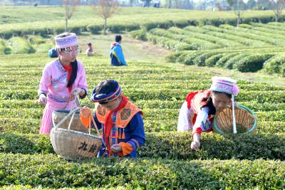 湖北通城：学生体验采茶 增长农事知识