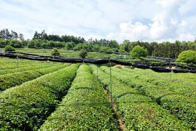 湖北通城：拓展夏茶新赛道  抹茶飘香海内外