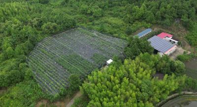 塘湖镇望湖村：富硒蓝莓果飘香 生态种植喜丰收