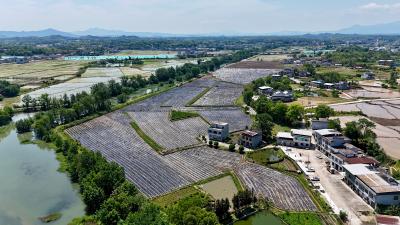 【春耕备耕正当时】通城县沙堆镇：“中椒G19”栽种忙 千亩基地奏响春耕曲