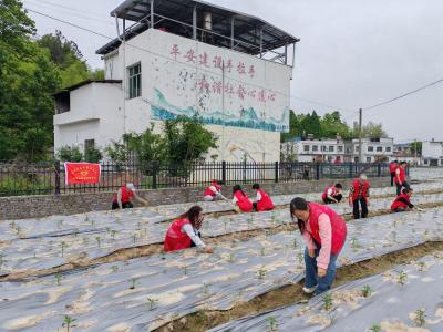 通城县麦市镇：公益助农暖民心 志愿红点亮辣椒绿