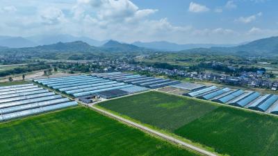 通城县关刀镇：科技兴农"智"绘丰景  乡村振兴“蔬”写新篇