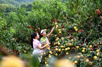 通城：富硒蓝莓遇上高山黄桃 “一村一品”铺就乡村振兴路