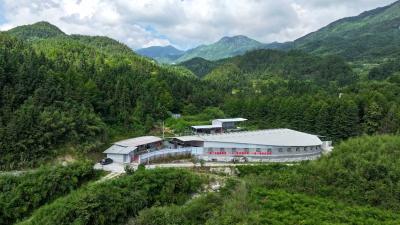 【看通城·产业发展】通城“两头乌”：品质“圈粉”规模“扩容” 村民乐享发展成果
