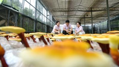 湖北通城：油茶壳里育出灵芝  废料变身“绿色金矿”