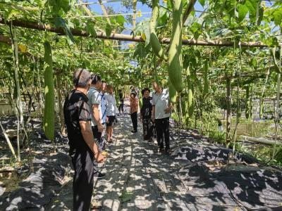 通城县石南镇梅港村：观摩学技强本领 小小丝瓜铺就富民路